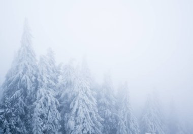 Kışın ormanın derinliklerinde, kış günü kürk ağaçları ve beyaz dumanlar.