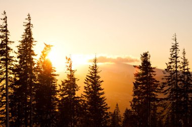 Çam ağacı tepelerde ve vadi arka planında taçlandırır parlak altın gün batımıyla
