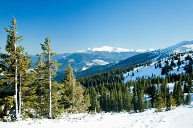 Kürk ağaçları kış ormanlarında karla kaplıdır.