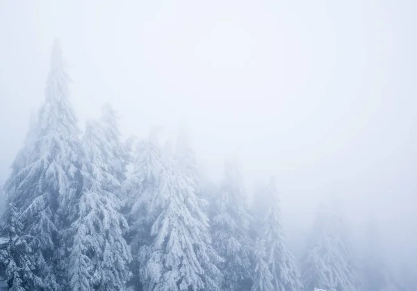 Zimní hluboký les s kožešinami a bílým kouřem v zimní den — Stock fotografie