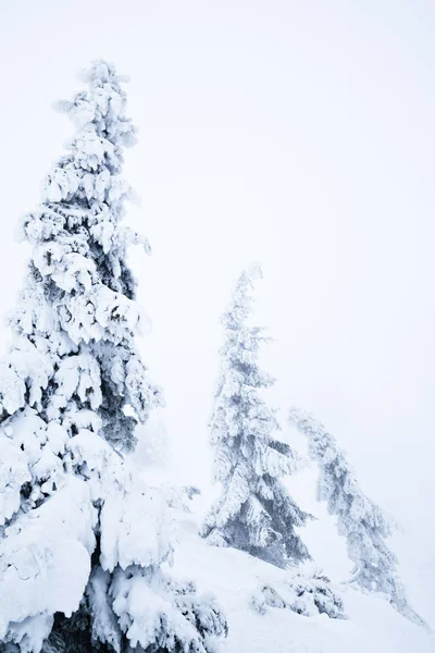 Білі зимові хутряні дерева, покриті снігом у лісі — стокове фото