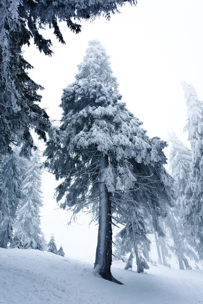 Bottom view massive chic snowy fir trees — Stock Photo, Image