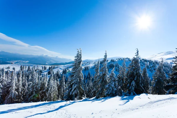 Árboles de piel coronas cubiertas de nieve en el bosque de invierno — Foto de Stock