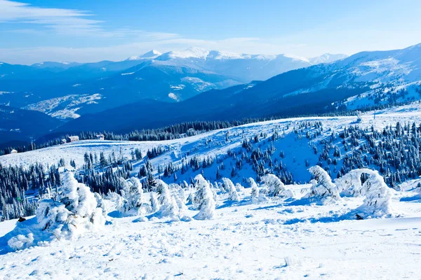 Kronen bedekt met sneeuw in de winter bos — Stockfoto