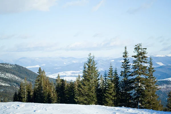 Fichtenkronen im Winterwald mit Schnee bedeckt — Stockfoto