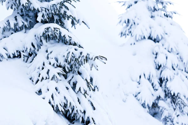 Primer plano de hermosas ramas de abeto nevado liso —  Fotos de Stock