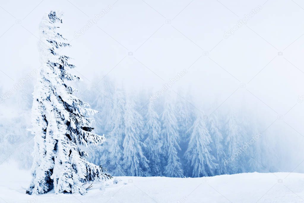 Beautiful snowy spruce trees inclined