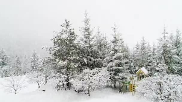 冬天喀尔巴阡山的风景 雪地里的圣诞树 — 图库视频影像