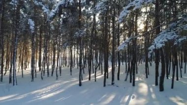 Hava manzarası doğanın üzerinde uçar, karlı orman ve kış güneşi, Uhd 4k