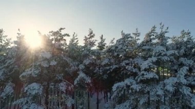 Hava manzarası doğanın üzerinde uçar, karlı orman ve kış güneşi, Uhd 4k