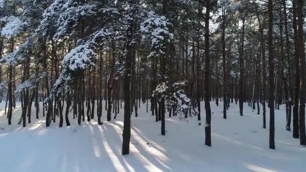 空の景色は自然の上を飛ぶ 雪の森と冬の太陽 Uhd — ストック動画