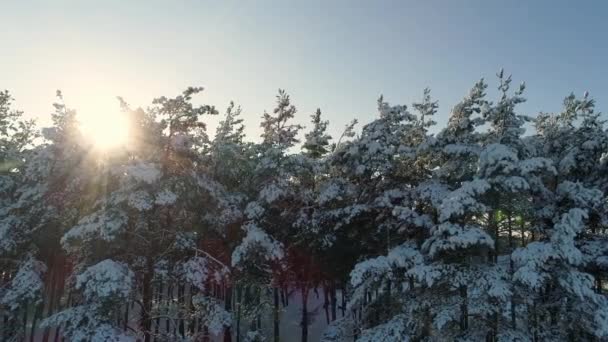 Vista Aérea Volar Sobre Naturaleza Bosque Nevado Sol Invierno Uhd — Vídeos de Stock