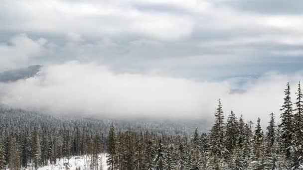 Hermoso Día Soleado Montaña Abeto Bajo Cielo — Vídeo de stock