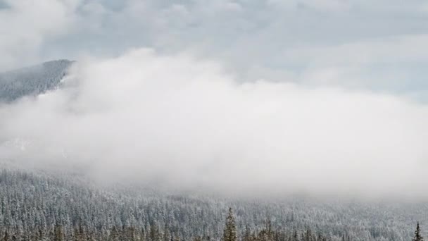 Vackra Berg Solig Dag Gran Träd Himlen — Stockvideo