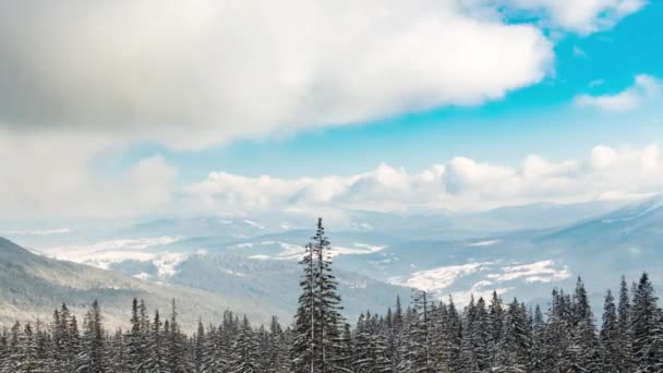 Beautiful Mountain Sunny Day Fir Tree Sky — 비디오