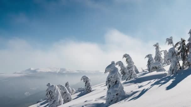 Прекрасний Гірський Сонячний День Ялинка Під Небом — стокове відео