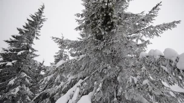 冬季喀尔巴阡山的自然 实时降雪 — 图库视频影像