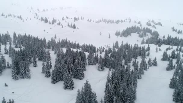 Letecký Pohled Zasněžené Větve Krásných Hustých Vysokých Jedlí Rostoucích Lese — Stock video