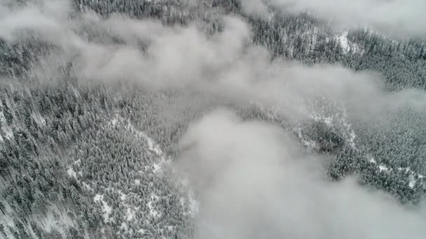 Winterlande Přeleť Nad Jedlí Sněhové Bouři Zima Karpatská — Stock video