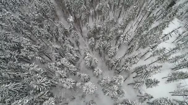 Winterland Fly Fir Tree Snowstorm Cold Carpatian — Stock Video