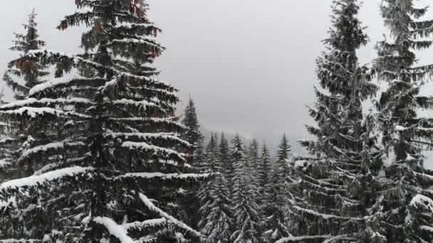 Вид Воздуха Снежные Ветви Красивых Толстых Высоких Елок Растущих Лесу — стоковое видео