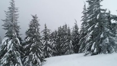 Uzun, sık, yaşlı ladin ağaçları bulutlu bir kış gününde dağlarda, karlı bir yamaçta büyürler. Kış ormanlarının ve korunan alanların güzelliği. Kopyalama alanı