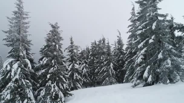 在多云的冬雾天气里 高大茂密的老云杉生长在山上的雪坡上 冬季森林和保护区美丽的概念 复制空间 — 图库视频影像