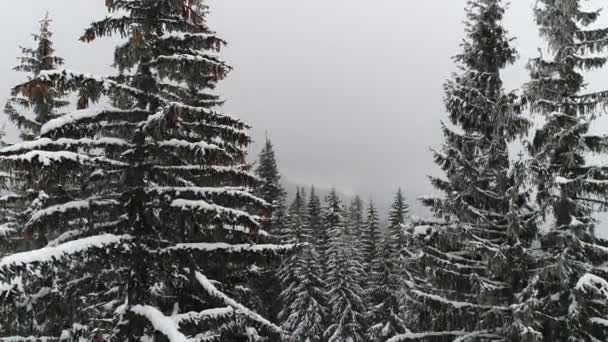 Tall Dense Old Spruce Trees Grow Snowy Slope Mountains Cloudy — Stock Video