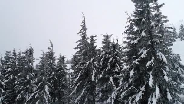 Lange Dichte Oude Sparren Groeien Een Besneeuwde Helling Bergen Een — Stockvideo