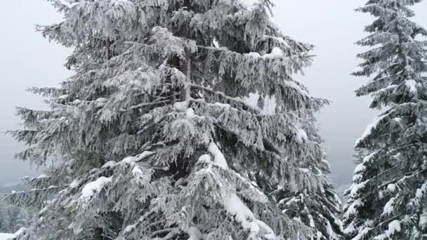 Schneebedeckte Äste Von Schönen Dicken Hohen Tannen — Stockvideo