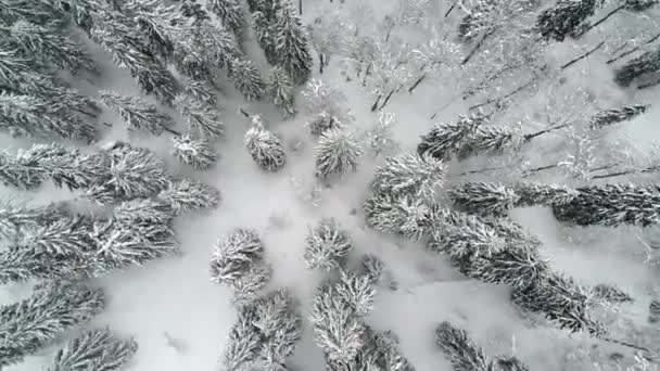 Ramas Nevadas Abeto Alto Grueso Hermoso — Vídeo de stock