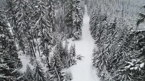 Ramas Nevadas Abeto Alto Grueso Hermoso — Vídeo de stock