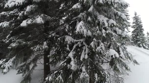 Ramas Nevadas Abeto Alto Grueso Hermoso — Vídeo de stock