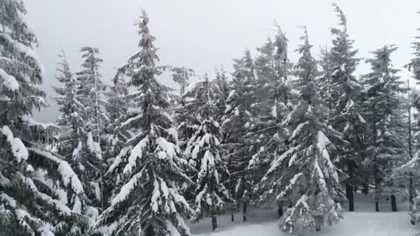 Vue Aérienne Branches Enneigées Beaux Grands Sapins Épais Poussant Dans — Video