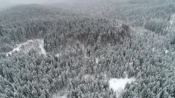 冬の国 吹雪の中でモミの木の上を飛ぶ 冷たいカルパチア — ストック動画