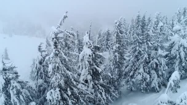 Vista Aérea Ramas Nevadas Hermosos Abetos Altos Gruesos Que Crecen — Vídeos de Stock