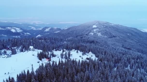 Winterland Repülj Fenyőfa Felett Hóviharban Hideg Kárpáti — Stock videók