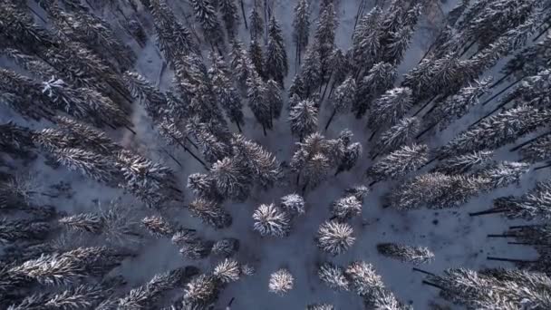 在暴风雪中飞越冷杉树 冷冰冰的康乃馨 — 图库视频影像