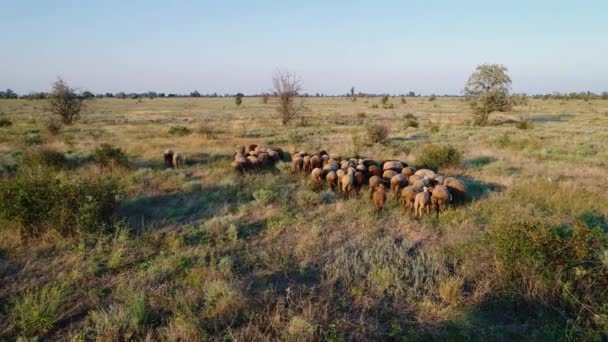 Flock Sheep Runs Dry Grass — Stock Video