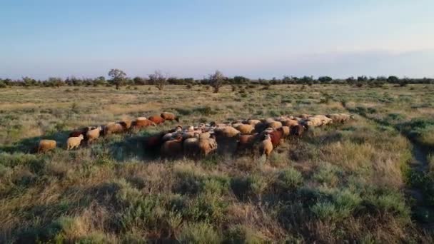 Ένα Κοπάδι Πρόβατα Τρέχει Μέσα Από Ξερό Γρασίδι — Αρχείο Βίντεο
