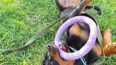 Rottweiler, uzun boylu, siyah tenli güçlü bir köpek, yavaş çekim 960 fps 720 peni..
