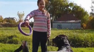 Rottweiler, uzun boylu, siyah tenli güçlü bir köpek, yavaş çekim 960 fps 720 peni..