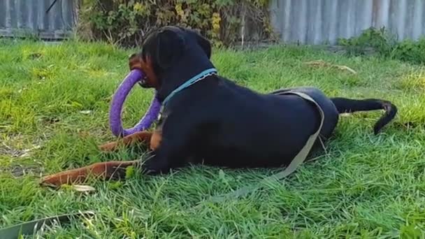 Rottweiler Large Powerful Dog Tall Black Tan Breed Slow Motion — Stock Video