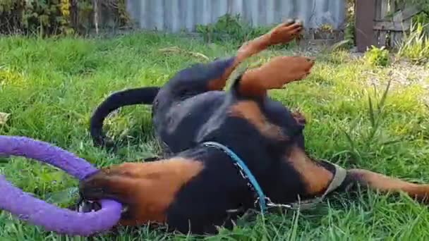 Rottweiler Large Powerful Dog Tall Black Tan Breed Slow Motion — Stock Video