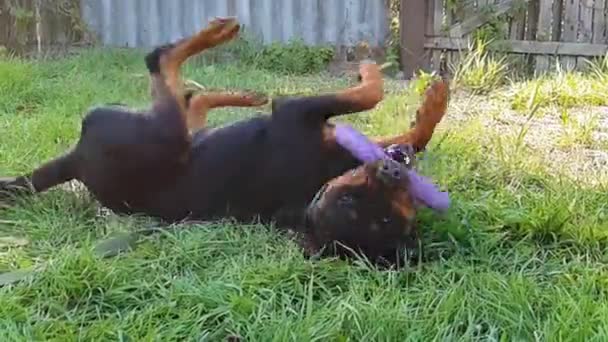 Rottweiler Großer Kräftiger Hund Einer Großen Schwarz Tan Rasse Zeitlupe — Stockvideo