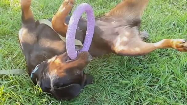 Rottweiler Uzun Boylu Siyah Tenli Güçlü Bir Köpek Yavaş Çekim — Stok video