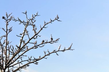 Yapraksız ağaç dalları karla kaplı.