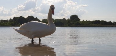 Güzel beyaz kuğu sığ sularda yürüyor