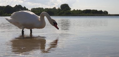Güzel beyaz kuğu sığ sularda yürüyor