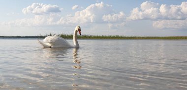 Güzel beyaz kuğu sığ sularda yürüyor